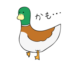 The Mallard Duck Sticker sticker #8051052
