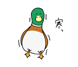 The Mallard Duck Sticker sticker #8051072