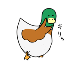 The Mallard Duck Sticker sticker #8051089