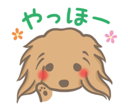 mild-fluffy-Dachshund sticker #8057532