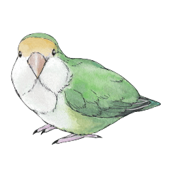 Peace of the lovebird