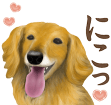 Miniature dachshund! Excellent sticker #8077151