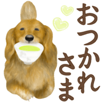 Miniature dachshund! Excellent sticker #8077156