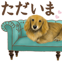 Miniature dachshund! Excellent sticker #8077158