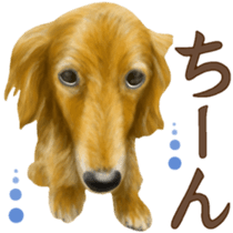 Miniature dachshund! Excellent sticker #8077163