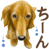Miniature dachshund! Excellent sticker #8077163