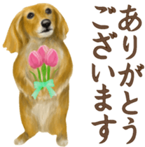 Miniature dachshund! Excellent sticker #8077165