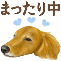 Miniature dachshund! Excellent sticker #8077179