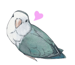 Pisuke of the lovebird 2 sticker #8077226