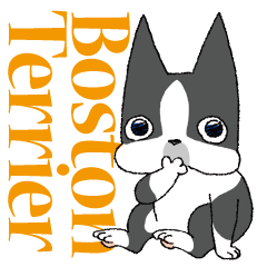 BostonTerrier Bunta