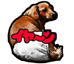 Dachshund AMEKO Part8. sticker #8094690