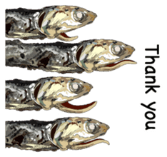 Dried sardine English version sticker #8103653