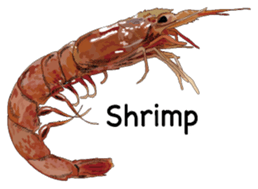 Shrimp English version sticker #8104716