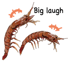 Shrimp English version sticker #8104717