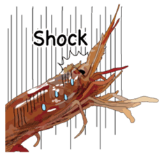 Shrimp English version sticker #8104718