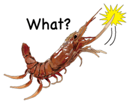 Shrimp English version sticker #8104721