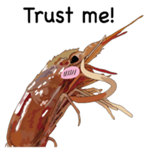 Shrimp English version sticker #8104723