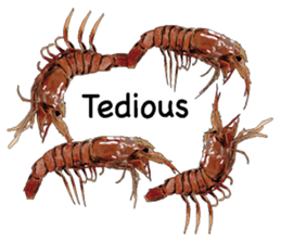 Shrimp English version sticker #8104724