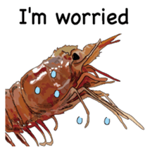 Shrimp English version sticker #8104727