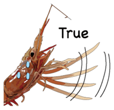 Shrimp English version sticker #8104730
