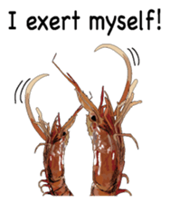 Shrimp English version sticker #8104731
