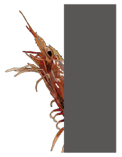 Shrimp English version sticker #8104733