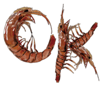 Shrimp English version sticker #8104734