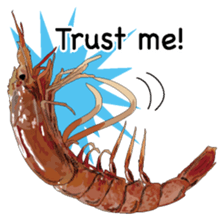 Shrimp English version sticker #8104736