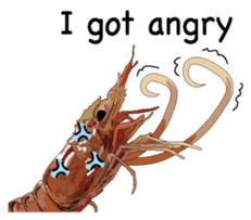 Shrimp English version sticker #8104738