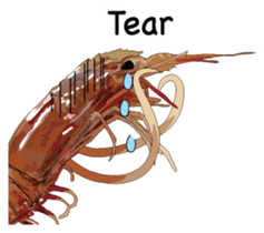 Shrimp English version sticker #8104739