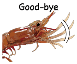 Shrimp English version sticker #8104742