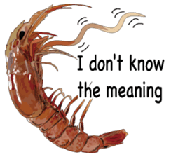 Shrimp English version sticker #8104748