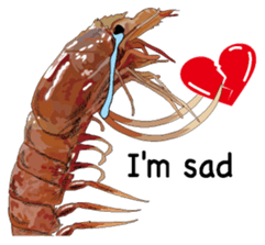 Shrimp English version sticker #8104754