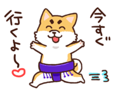 Sumo dogs sticker #8106816