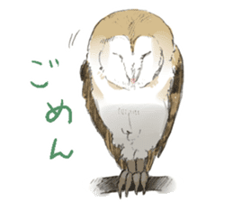 Fluffy Owl sticker #8110554