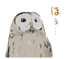 Fluffy Owl sticker #8110555