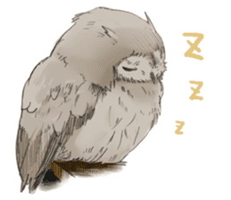 Fluffy Owl sticker #8110556