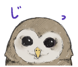 Fluffy Owl sticker #8110557