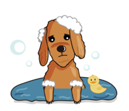 funny poodle eng sticker #8114344