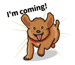 funny poodle eng sticker #8114350