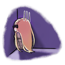 joanna & rose sticker #8123999