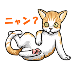 Japan cat Chaco sticker #8126644