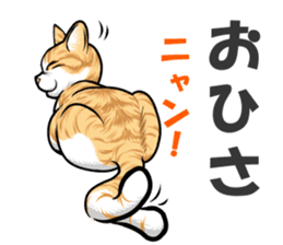Japan cat Chaco sticker #8126646