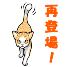 Japan cat Chaco sticker #8126660
