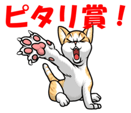 Japan cat Chaco sticker #8126682