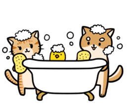 An owner of a dog is a cat sticker #8133464