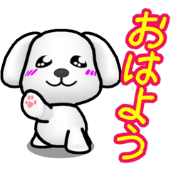 Slightly impertinent MARU of a Maltese