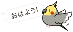 Message Cockatiel. sticker #8144428