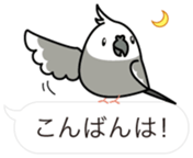Message Cockatiel. sticker #8144431