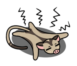 I love sugar gliders sticker #8171357